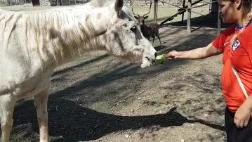 Me impresiona el tamaño del miembro de un caballo. ojala mi nombre fuera asi. - paty bumbum, el toro de oro. video porno